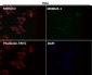 Anti-AKT1 Monoclonal Antibody